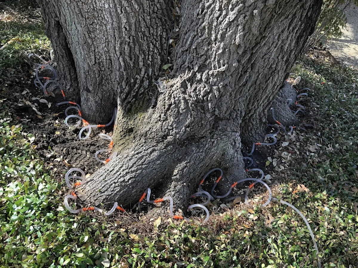 Detailed Tree Cabling and Bracing job site in Luxemburg