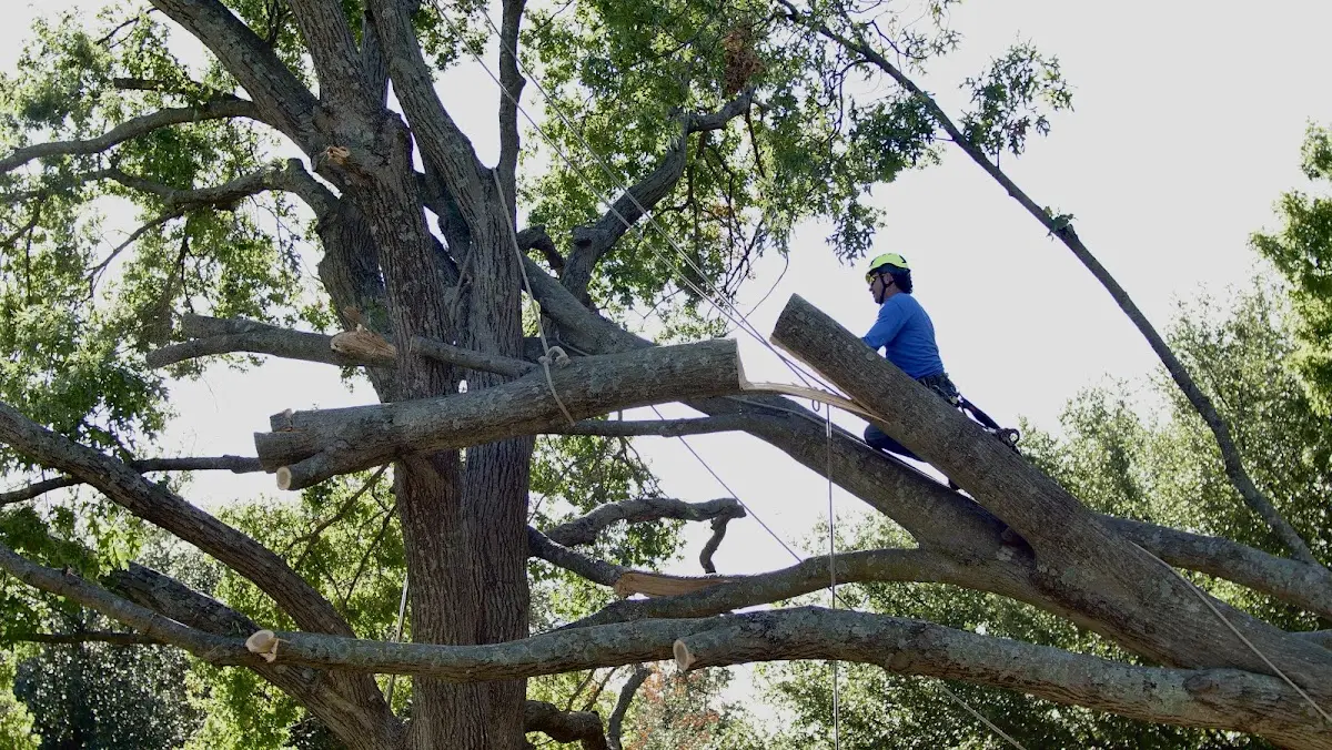 Professional Crown Thinning performed by certified arborists in Luxemburg